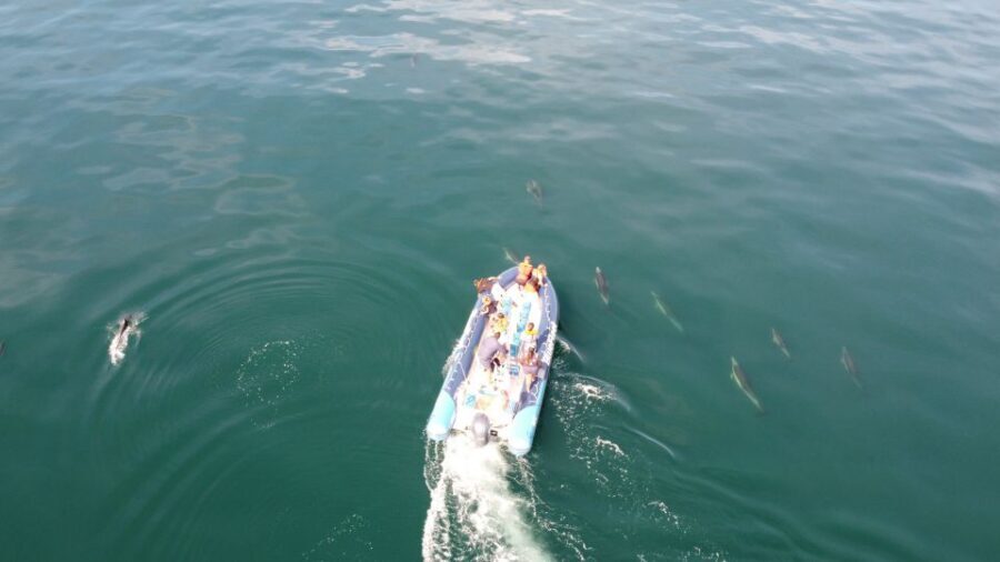From Lagos: Dolphin Watching Boat Trip w/Marine Biologists - Value check: is $42 worth it for 90 minutes on a RIB?