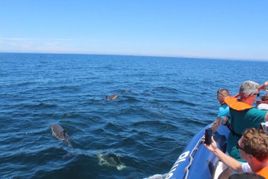 From Lagos: Dolphin Watching Boat Trip w/Marine Biologists - Who this tour suits best (and who should skip it)