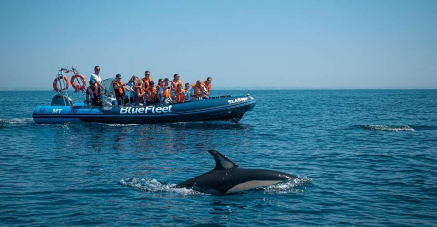 From Lagos: Dolphin Watching Boat Trip w/Marine Biologists - Meeting at Lagos Train Station area and getting set up