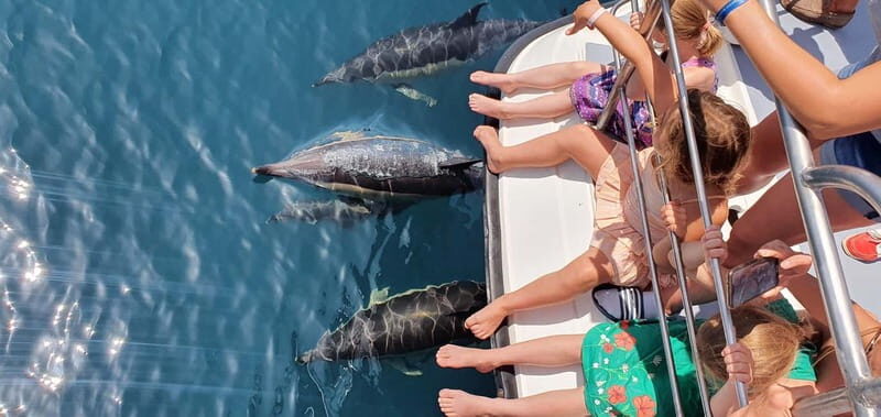 From Lagos: Dolphin Watching Catamaran Cruise - Quick reasons to book this Lagos dolphin cruise