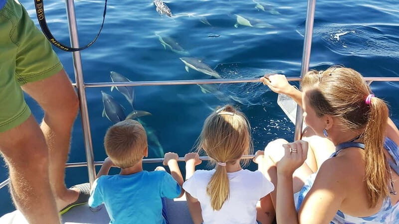 From Lagos: Dolphin Watching Catamaran Cruise - Lagos to the sea: why this 1.5-hour dolphin plan works