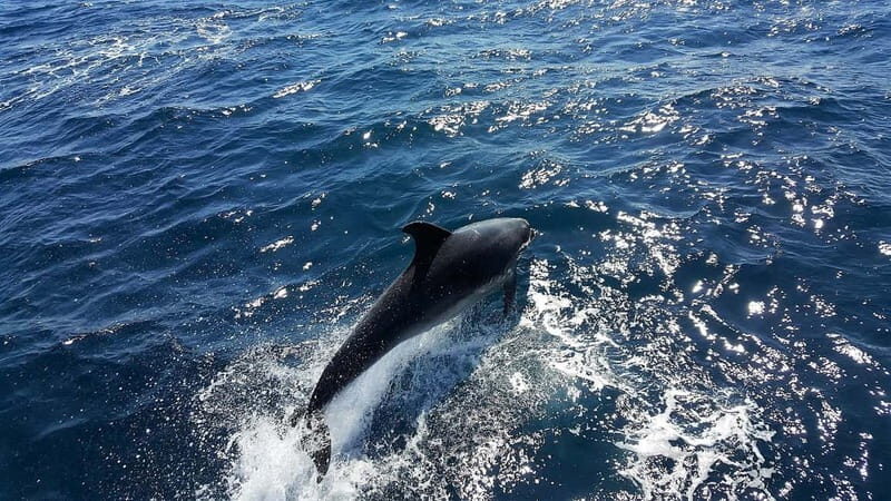 From Lagos: Dolphin Watching Catamaran Cruise - Boarding day: what the catamaran setup is like