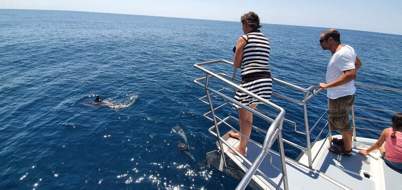 From Lagos: Dolphin Watching Catamaran Cruise - Cruising the Algarve coastline: Pintadinho, Paradise, and Carvoeiro from the water