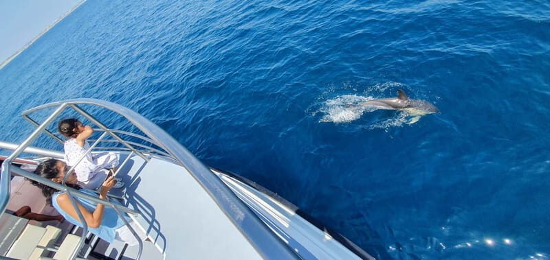 From Lagos: Dolphin Watching Catamaran Cruise - The Benagil Sea Cave moment: dome views from the forward vantage platform