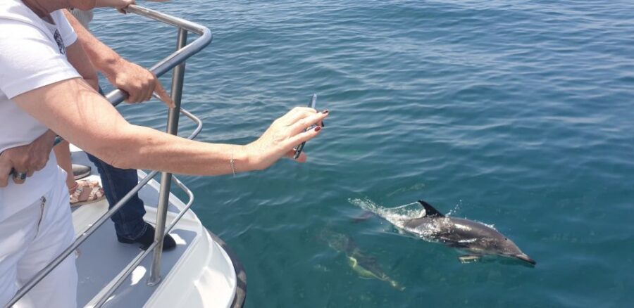 From Lagos: Dolphin Watching Catamaran Cruise - Dolphin watching in Lagos: what “close, but respectful” feels like