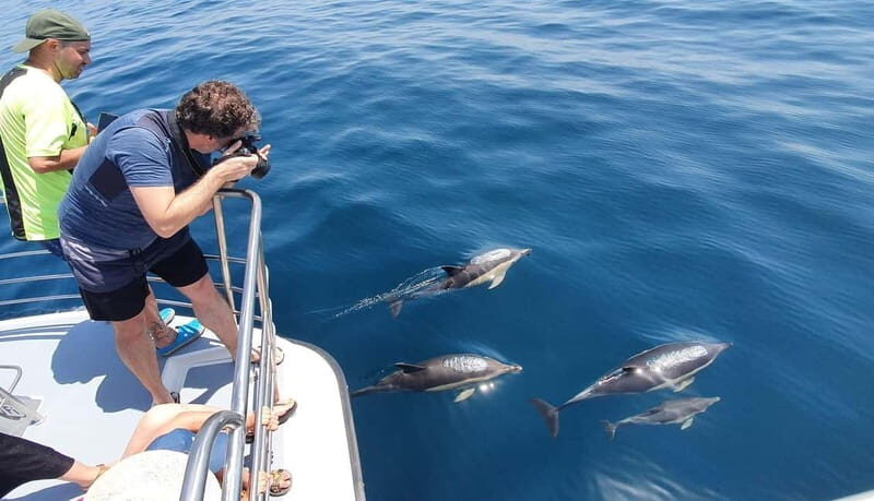 From Lagos: Dolphin Watching Catamaran Cruise - Weather, sea conditions, and the reality of not-guaranteed dolphins