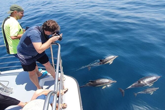 From Lagos: Dolphin Watching Cruise on a Catamaran - The Atlantic ride: how the crew finds wildlife