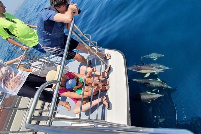 From Lagos: Dolphin Watching Cruise on a Catamaran - Small logistics that affect your day
