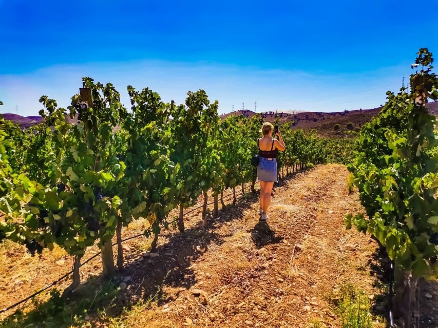 From Lagos: Small-Group 4-Hour Wine Tasting Tour - Should you book this Algarve wine tasting from Lagos?