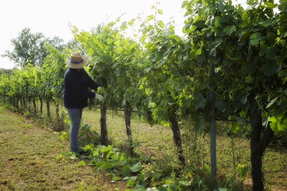 From Lisbon: Évora Wine & Heritage Tour - Wine cellar tour and tasting: when Alentejo does the talking