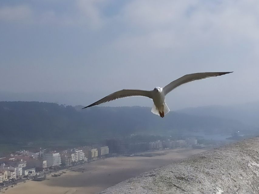 From Lisbon: Private Óbidos and Nazaré Tour - Nazaré Beach: fresh fish lunch, wave watching, and real coastal vibes