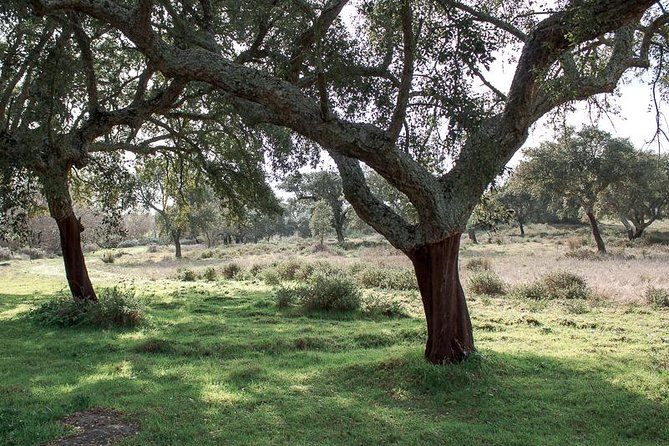 From Lisbon to Alentejo: Évora and Megaliths Full-Day Group Tour - Almendres Cromlech: Neolithic stone circle with Summer Solstice alignment