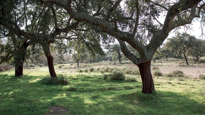 From Lisbon to Alentejo: Évora and Megaliths Full-Day Tour - Almendres Cromlech: menhirs, solstice alignment, and that “how old is this” feeling