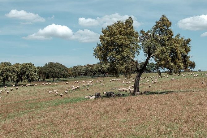 From Lisbon to Alentejo: Évora and Megaliths Full-Day Tour - Price and value: what $108.84 buys you (and what it doesn’t)