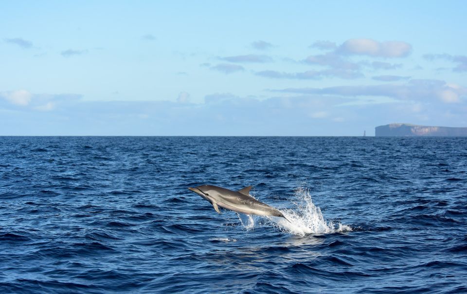 From Machico: Madeira Whale and Dolphin Watching Boat Tour - Madeira’s Machico Whale and Dolphin Tour: What Makes It Worth Your Time
