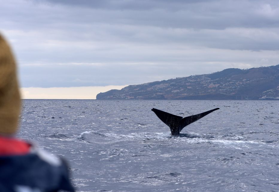 From Machico: Madeira Whale and Dolphin Watching Boat Tour - Where to Meet: Marina Machico and the Blue Kiosk