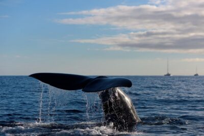 From Machico: Madeira Whale and Dolphin Watching Boat Tour - The First Phase: Safety Briefing and Marine Biologist Coaching