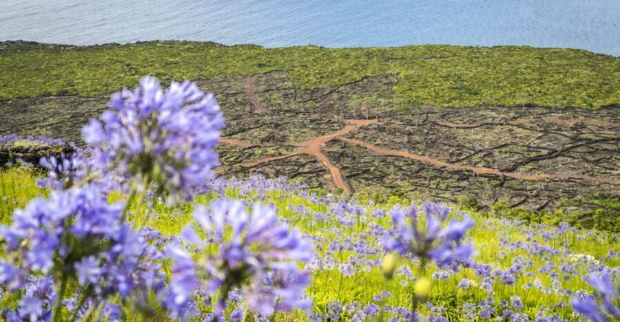 From Madalena: Pico Volcanoes and Lakes Guided Day Tour - Mountain House: viewpoints plus the highest drive-up point