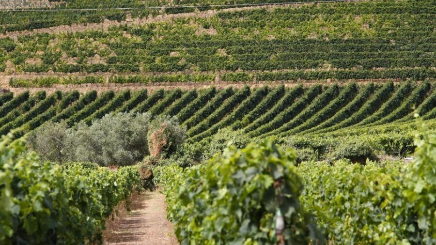 From Porto: 2 Wine Regions, Farm Lunch, and Boat Ride - Lunch in the vineyards: why this stop earns its place