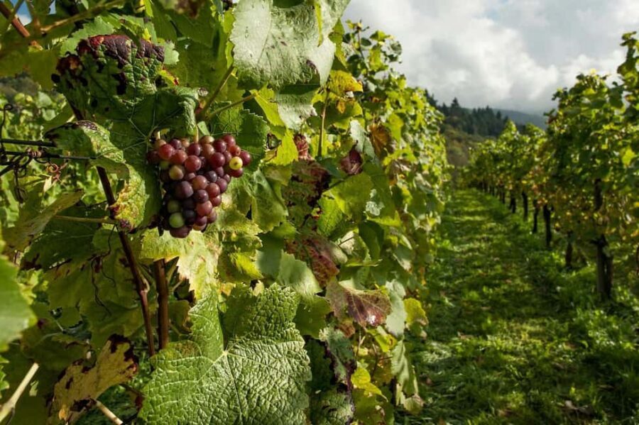 From Porto: 2 Wine Regions, Farm Lunch, and Boat Ride - What makes the guide matter more than you think