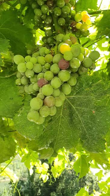 From Porto Day Douro Valley Wine Tour 2 Wine Tasting & Lunch - Who This Douro Tour Fits Best (And Who Should Skip It)