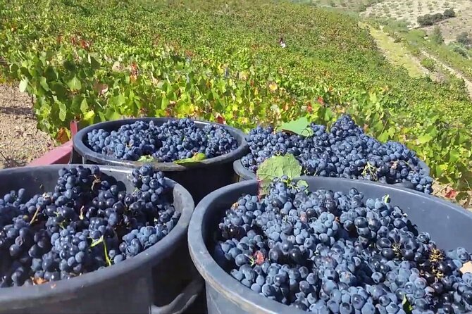 From Porto: Douro Valley Tour with 2 Wineries, Lunch and Cruise - Two cellar visits total: how to get more out of the tastings
