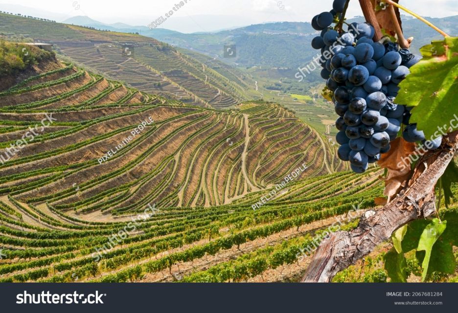 From Porto: Full-Day Douro Historical Tour - Pinhão River Cruise: The Slower Hour That Changes the Day