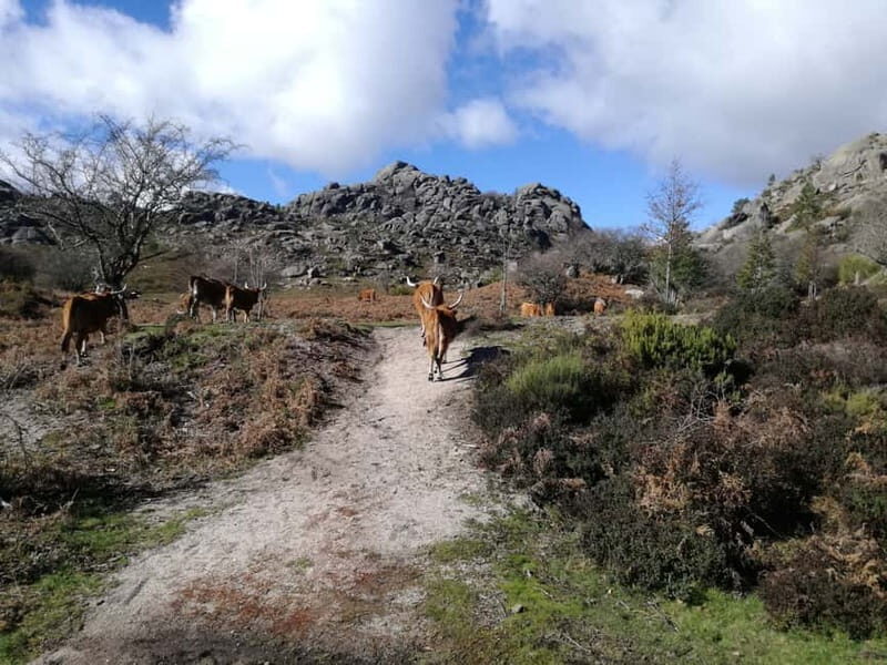 From Porto: Hike & Swim in Gerês National Park - Porto to Peneda-Gerês: The Long, Scenic Van Ride