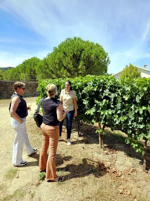 From Porto: Premium Douro Valley 4 Vineyards Tour with Lunch - Why the Douro feels different with a premium, small-group approach