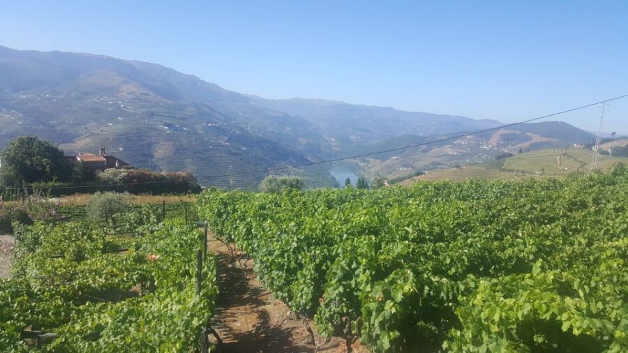From Porto: Private Douro Valley Tour with Booking Service - Best viewpoints on the way: why the road choice matters