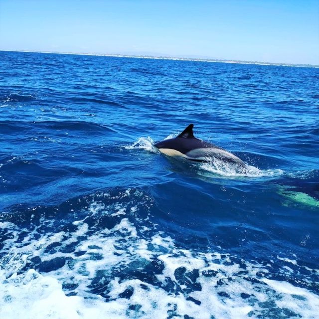 From Vilamoura: 2.5-Hour Benagil Cave and Dolphins Boat Tour - From Vilamoura Marina: the ride starts before you leave shore