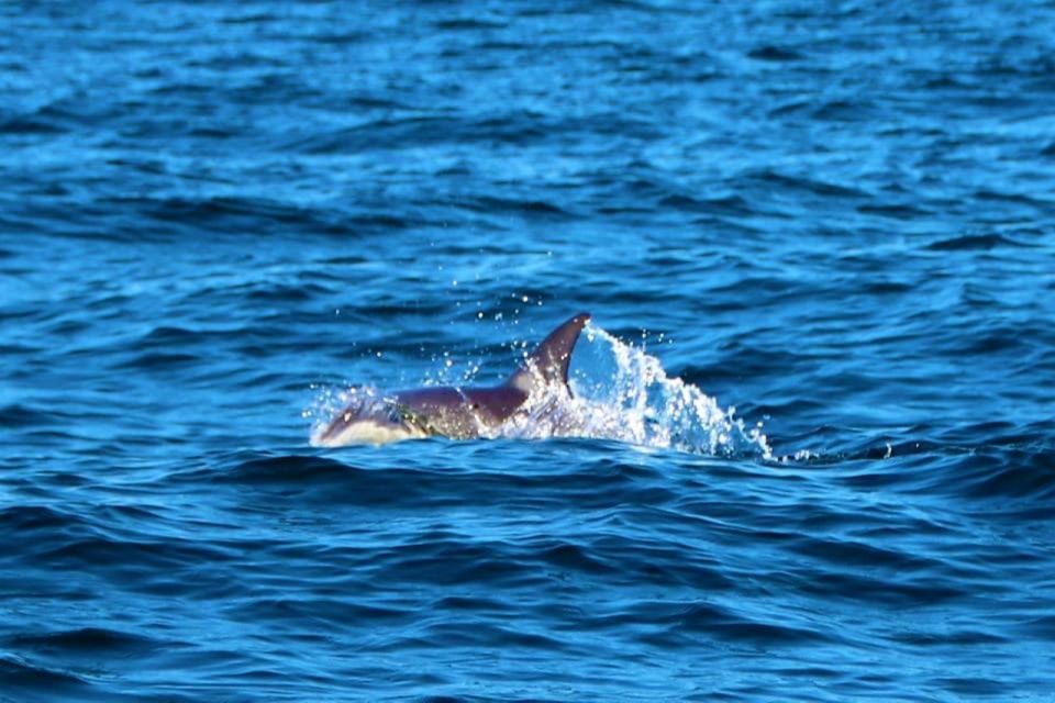 From Vilamoura: 2.5-Hour Benagil Cave and Dolphins Boat Tour - What to bring and how to dress for wind and speed
