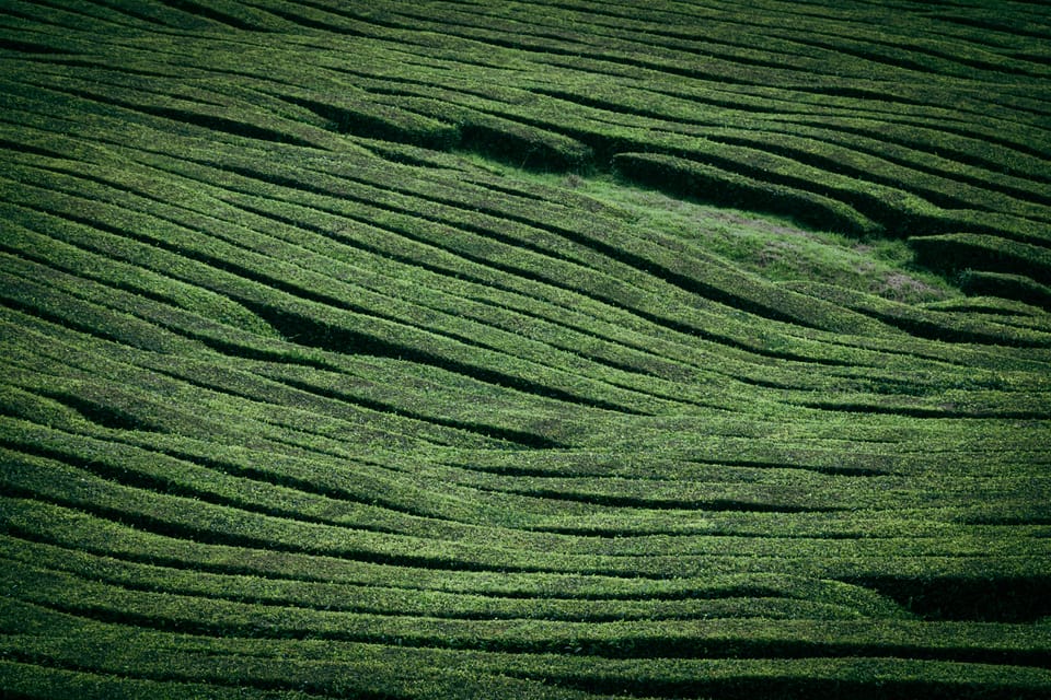 Full Day: Furnas, Tea Plantations & More With Lunch - Cozido das Furnas Lunch: The Volcano in a Plate