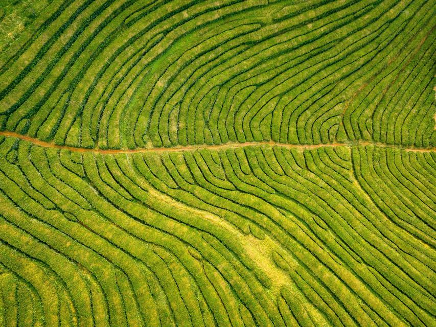 Full Day: Furnas, Tea Plantations & More With Lunch - Europe’s Only Tea Plantation: Scenic Walks and a Complimentary Tasting
