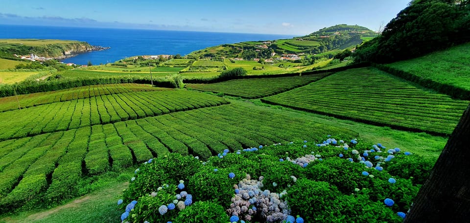 Full Day: Furnas, Tea Plantations & More With Lunch - Small Group Energy and Eric’s Local Touch