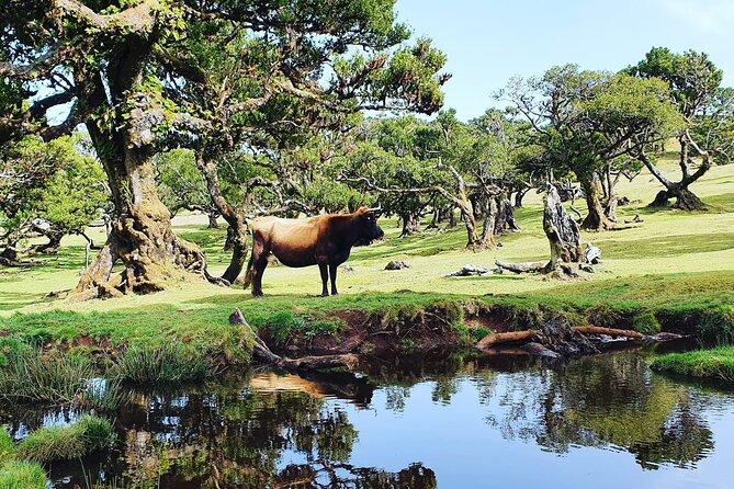 Full Day Jeep Safari Tour to Porto Moniz and Cabo Girão - Porto Moniz: volcanic pools, optional lunch, and easy strolling time