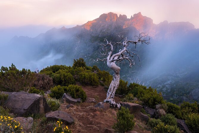 Full Day Madeira Island Tour - Open Roof - Fanal Forest: older than the island’s story