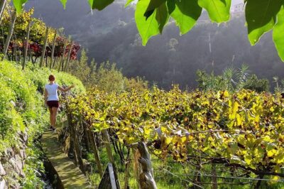 Full-Day Madeira Wine Tasting Tour with Lunch - São Vicente: Volcanic Caves Country Meets Wine Culture