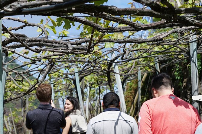 Full-Day Madeira Wine Tasting Tour with Lunch - Lunch at a Vineyard: Traditional Food, Local Wine Pairing