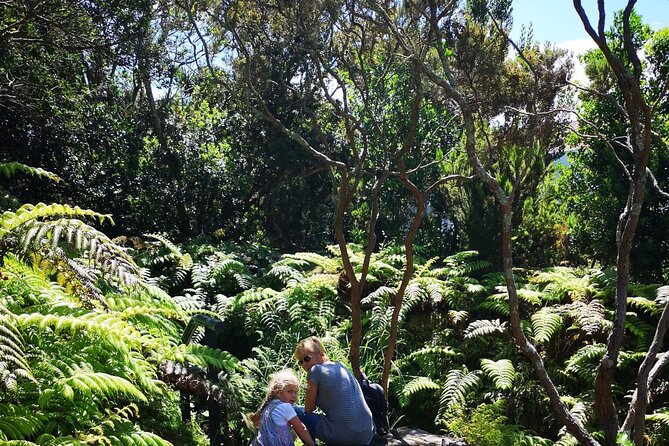 Full-Day Private Tour of Faial - Fajã da Praia do Norte and Capelo forest: the calm, human side of Faial