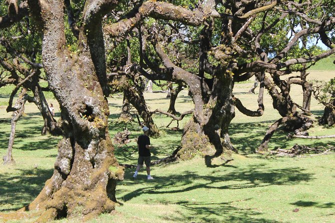 Full-Day Small Group Jeep Safari Tour from Funchal - Off-roading reality check: fun, but plan for the jolts