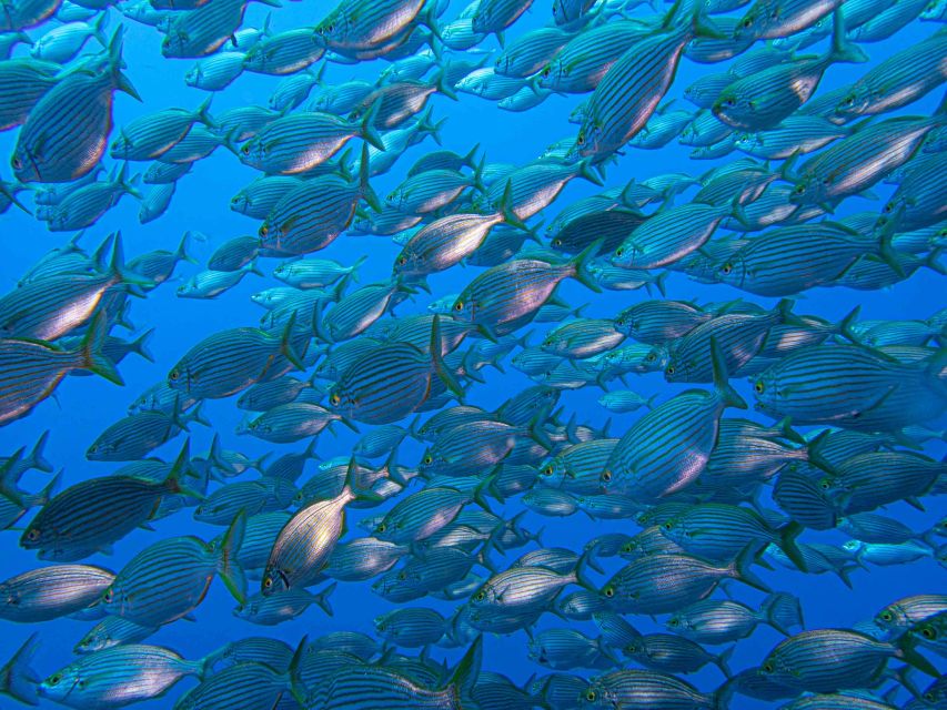 Funchal: Advanced Scuba Diving Afonso Cerqueira Wreck - Training value: turning a wreck session into a real log entry