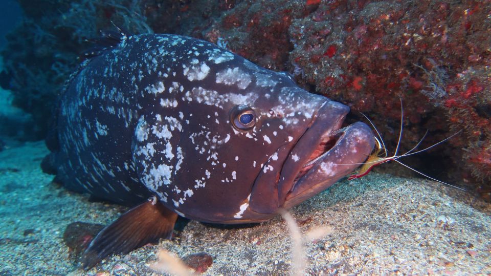 Funchal: Advanced Scuba Diving Afonso Cerqueira Wreck - Staff and guidance: why the team matters here