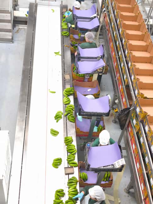 Funchal Agriculture Green Tour - From GESBA to Packing: The Banana Business Explained