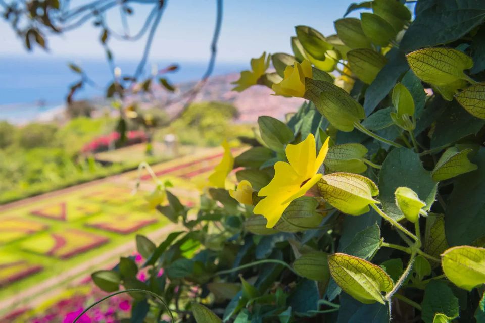 Funchal: Botanical Garden and Old Town Private Tuk-Tuk Tour - The 2-Hour Plan: How the Time Gets Spent