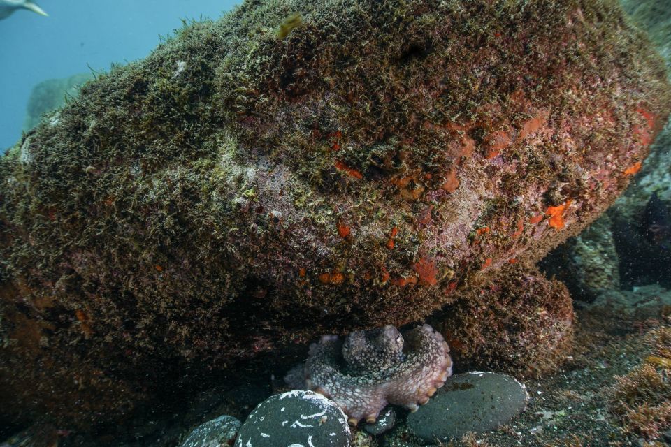 Funchal: Certified Scuba Diving, Guided Tour - Key highlights worth knowing
