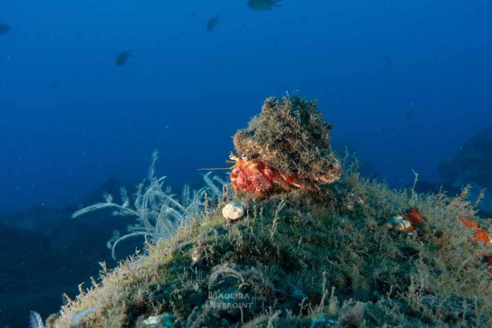 Funchal: Certified Scuba Diving, Guided Tour - Who this works best for in Funchal