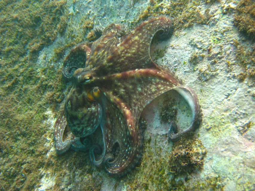 Funchal: Certified Scuba Diving, Guided Tour - Refreshing scuba skills while staying within a comfortable session length