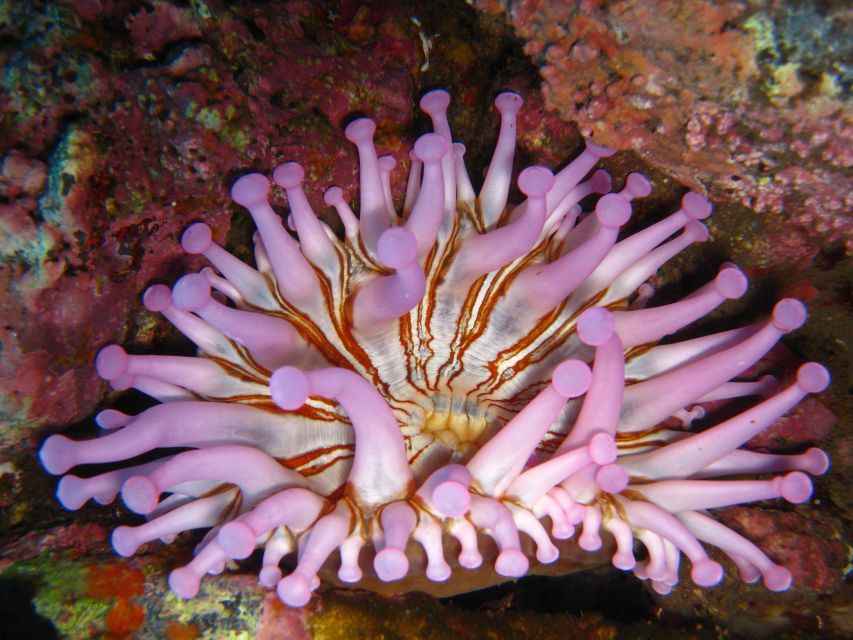 Funchal: Certified Scuba Diving, Guided Tour - Duration and pacing: why the 2 hours feel efficient