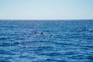 Funchal: Dolphin and Whale Watching by Luxury Catamaran - Boarding on a luxury catamaran: where you’ll actually want to sit